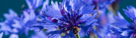 Eau de bleuet bio